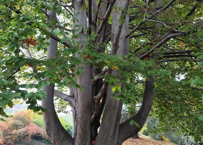 别墅 Faggio Rosso, Tranquillita In Riva Al